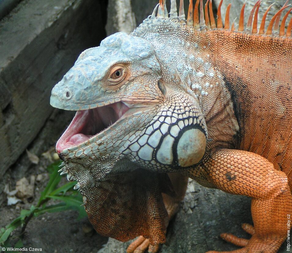 Leguán zelený v ZOO Chleby