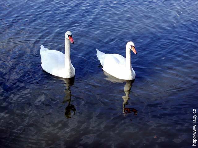 Příroda
